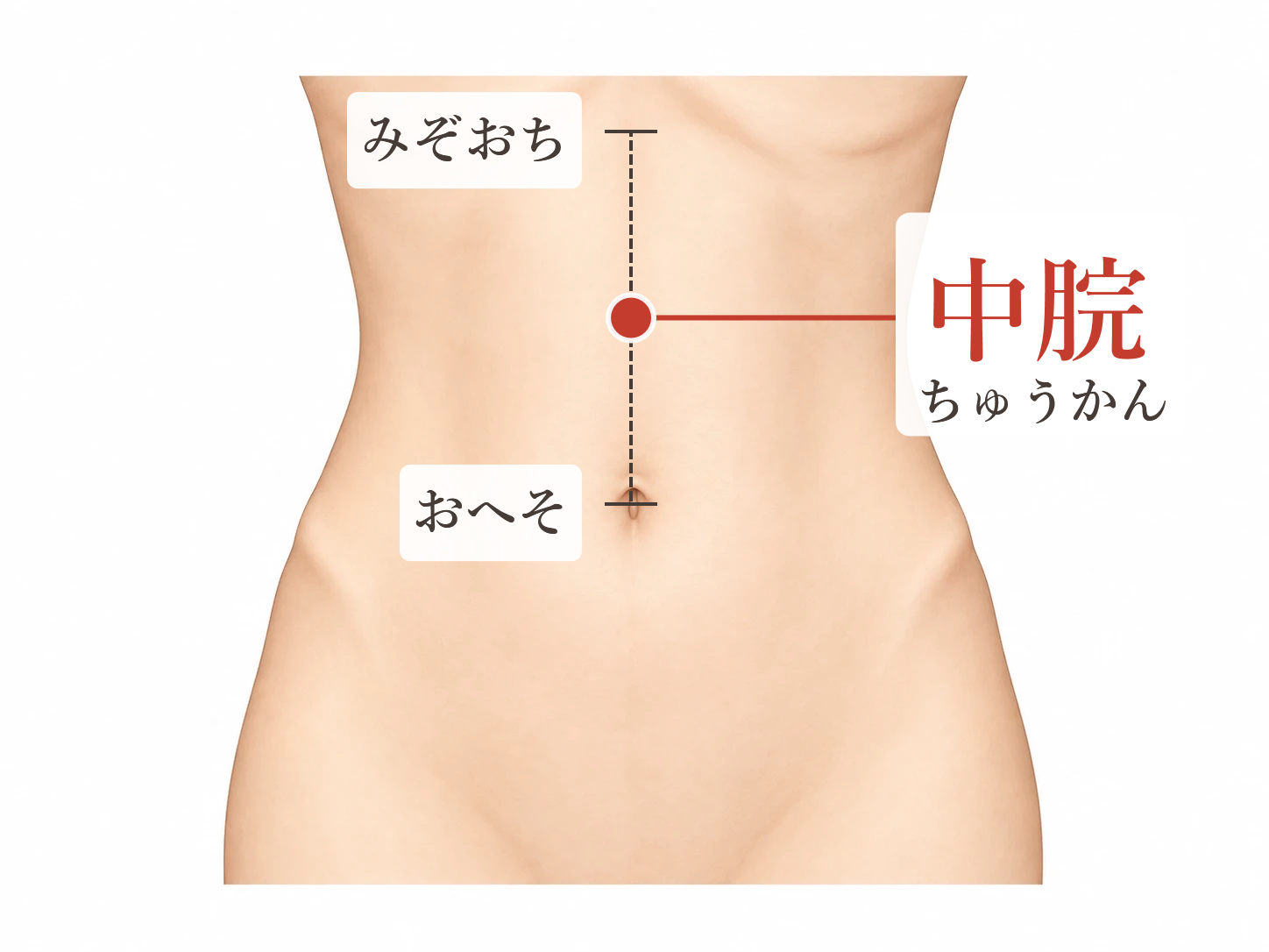 中脘(ちゅうかん)の位置:みぞおちとおへそを結んだ線のまん中