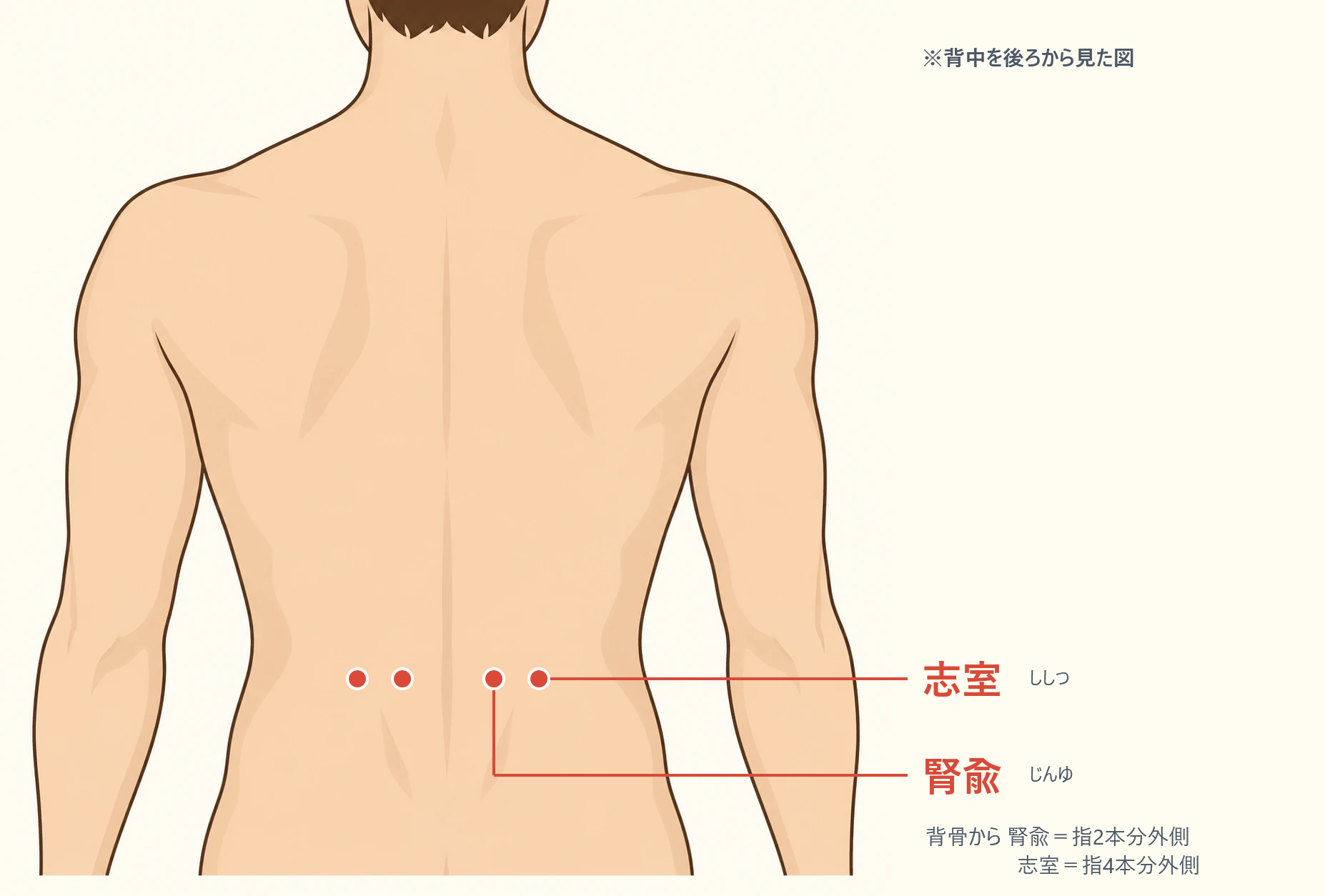 腎兪と志室の位置図。背中を後ろから見た図。背骨から腎兪は指2本分、志室は指4本分外側