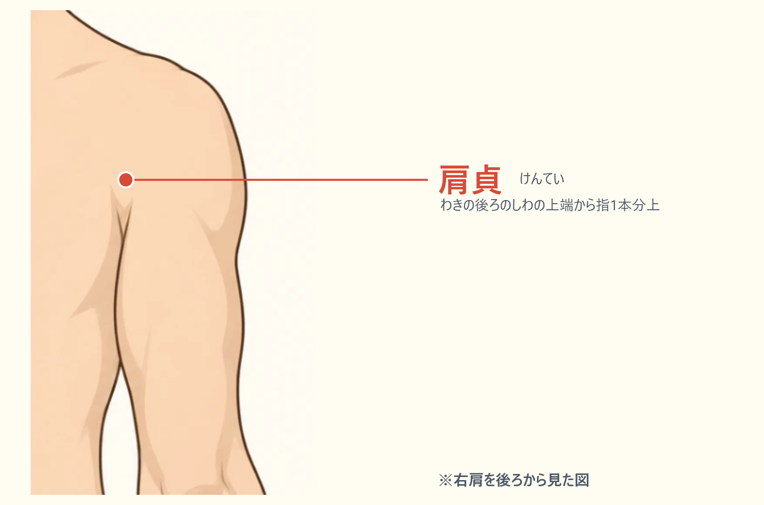 肩貞の位置図。右肩を後ろから見た図