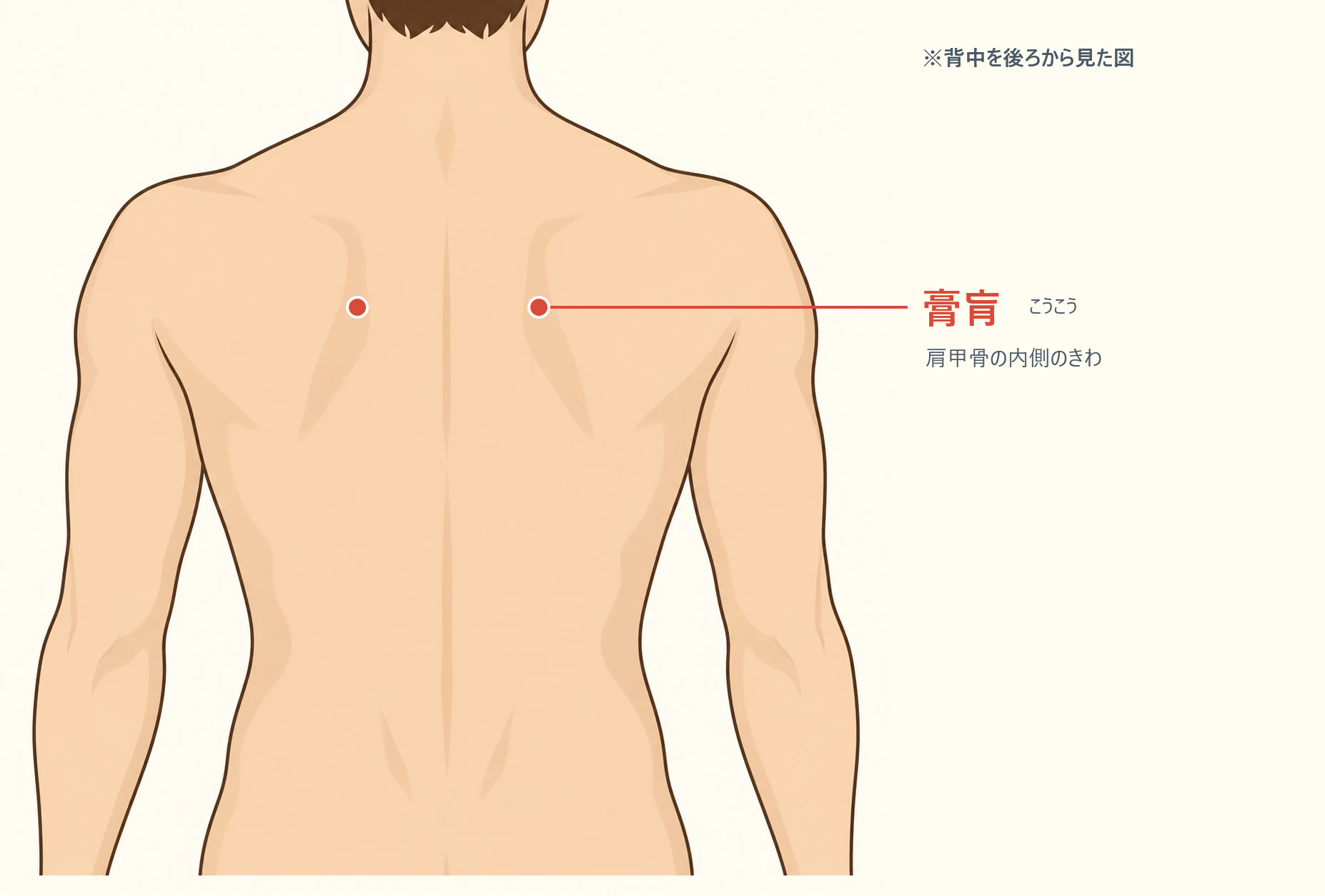 膏肓の位置図。背中を後ろから見た図。肩甲骨の内側のきわ