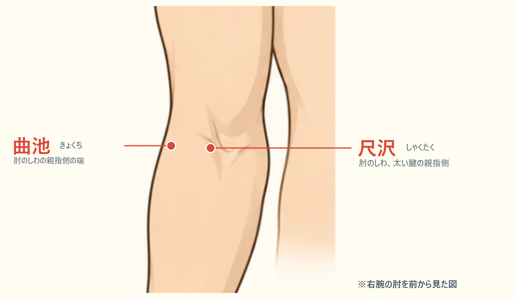 曲池と尺沢の位置図。右肘を前から見た図