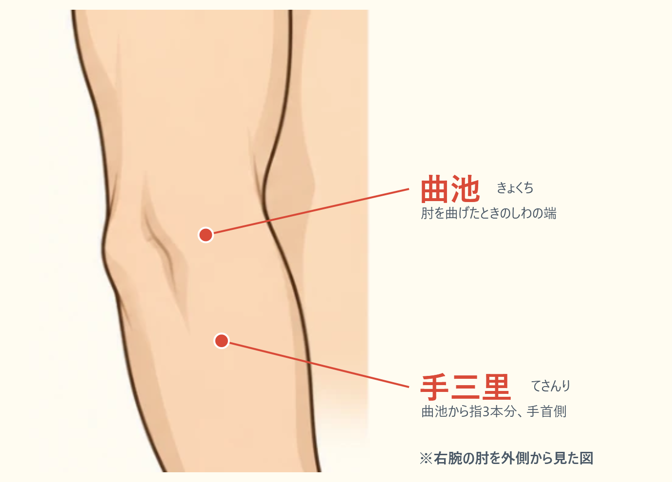 曲池と手三里の位置図。右肘を外側から見た図