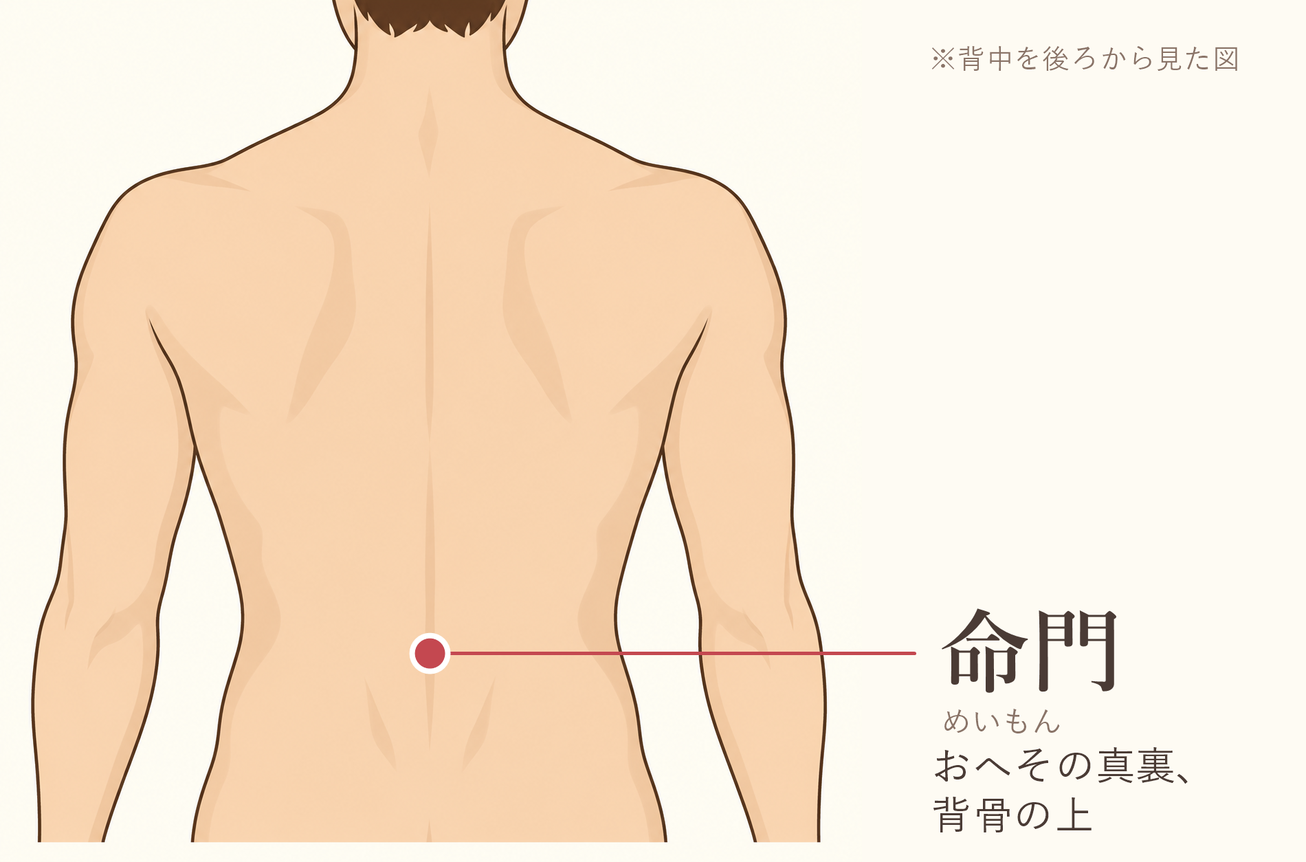 命門(めいもん)の位置図。背中を後ろから見た図。おへその真裏、背骨の上
