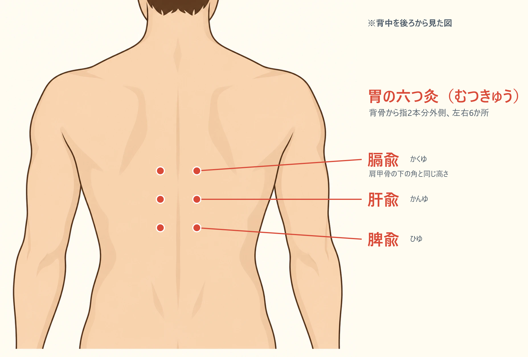 胃の六つ灸（膈兪・肝兪・脾兪）の位置図。背中を後ろから見た図